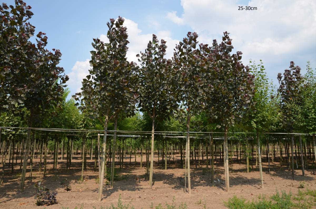 Pappel: Purpur-Pappel Purple Tower