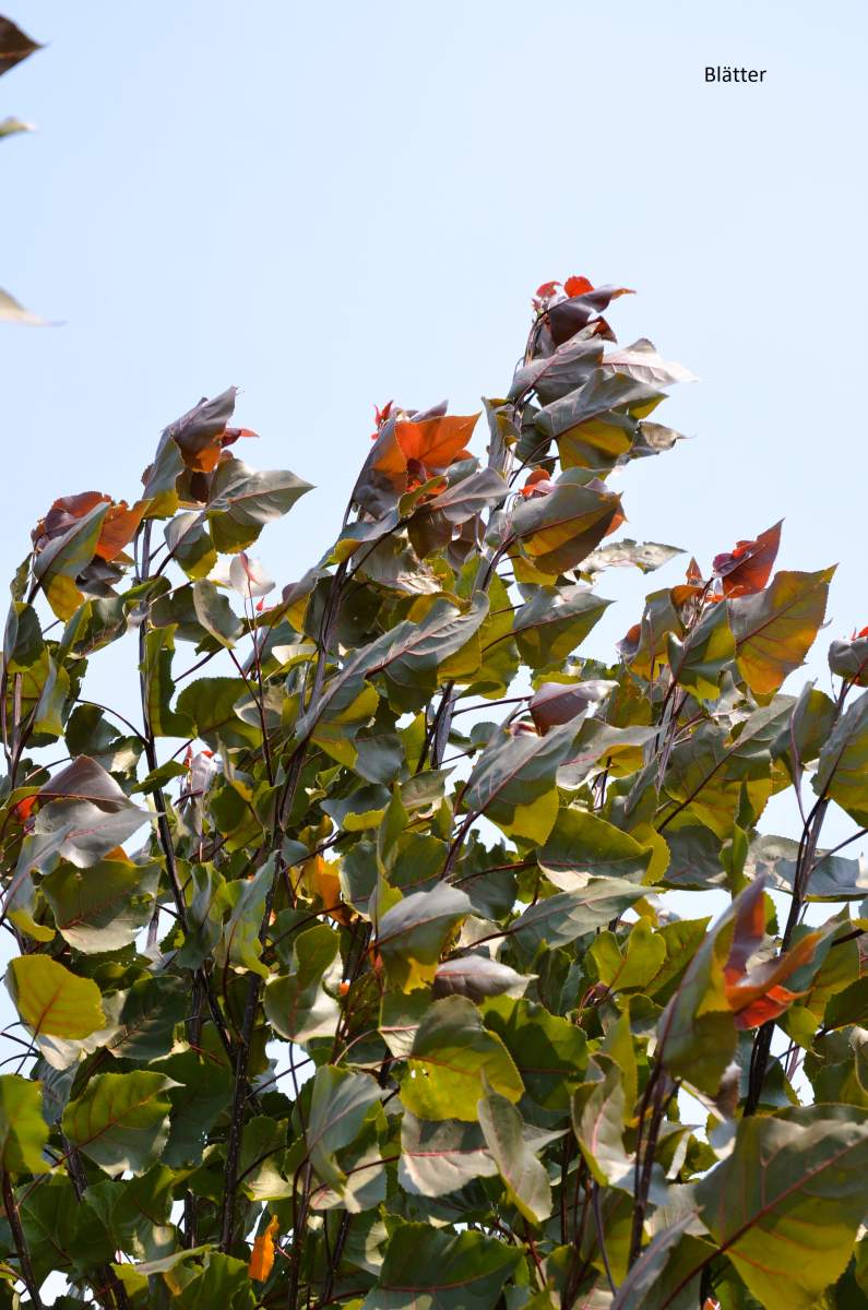 Pappel: Purpur-Pappel Purple Tower