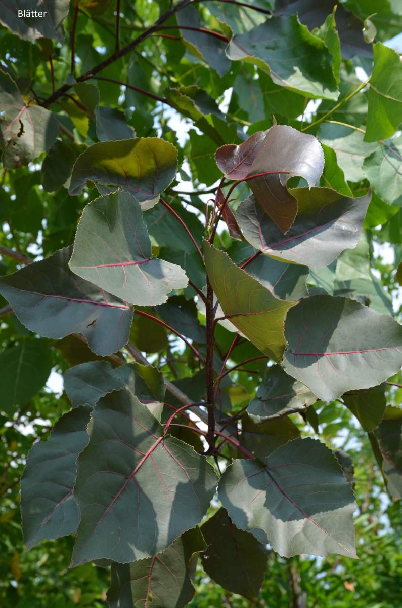 Pappel: Purpur-Pappel Purple Tower