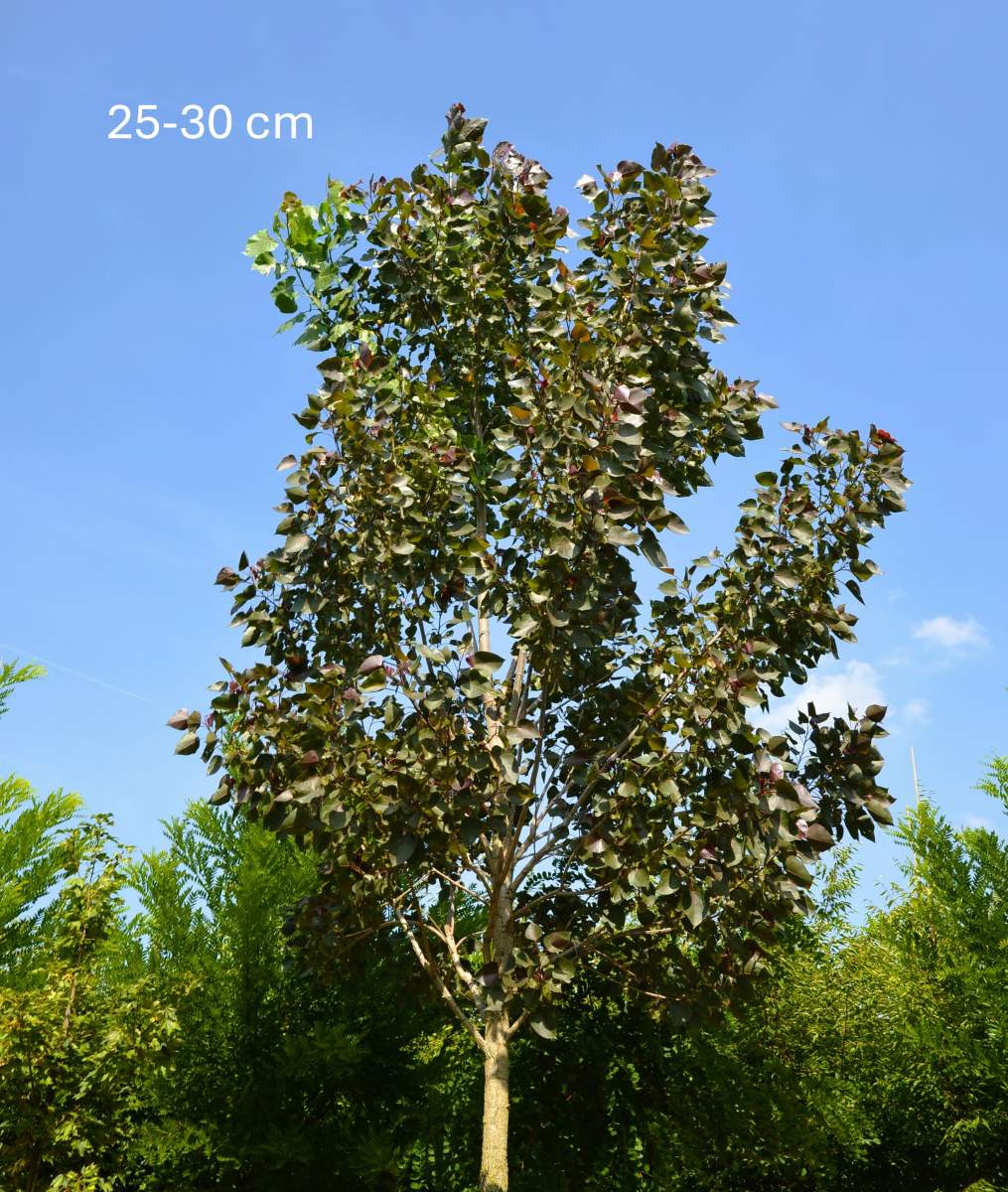 Pappel: Purpur-Pappel Purple Tower