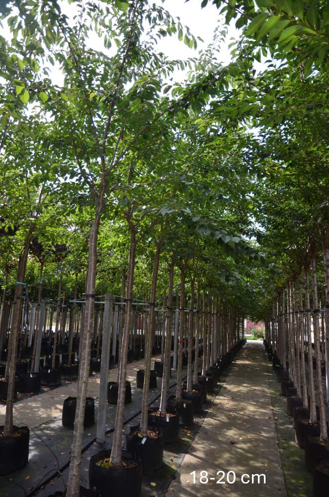 Zierkirsche: Frühe Cherry-Zierkirsche Accolade