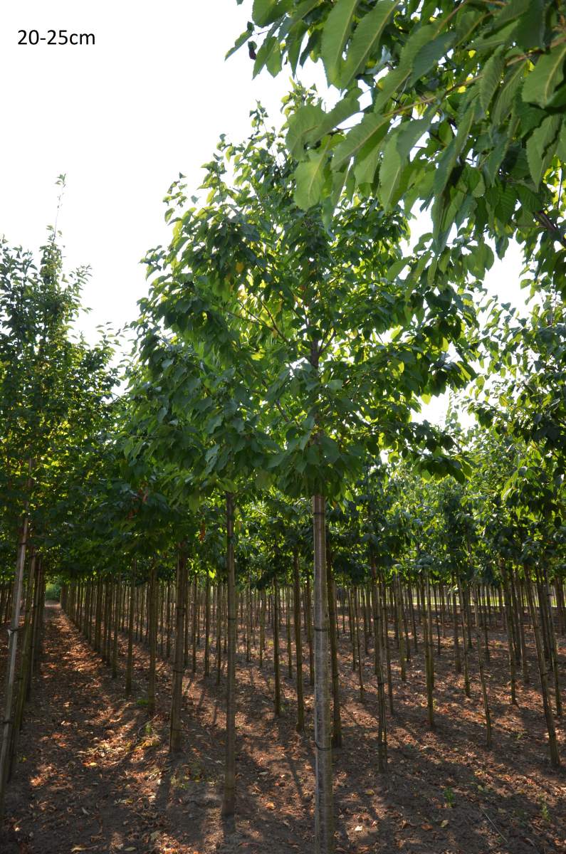 Süßkirsche: Varikse Zwarte