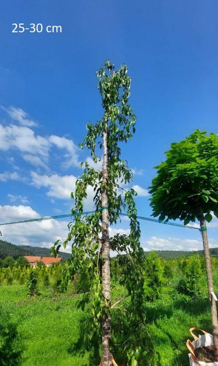 Zierkirsche: Hänge-Zierkirsche