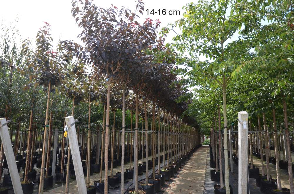 Zierkirsche: Royal Burgundy, rotlaubig