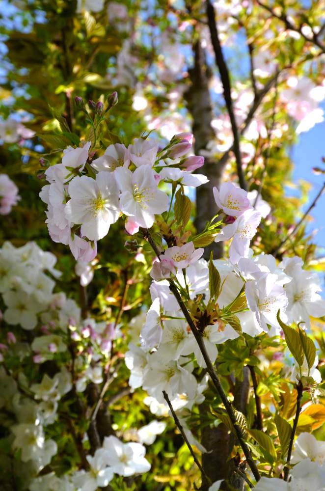 Zierkirsche: Sunset Boulevard