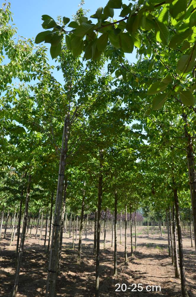 Zierkirsche: Fuji-Kirsche