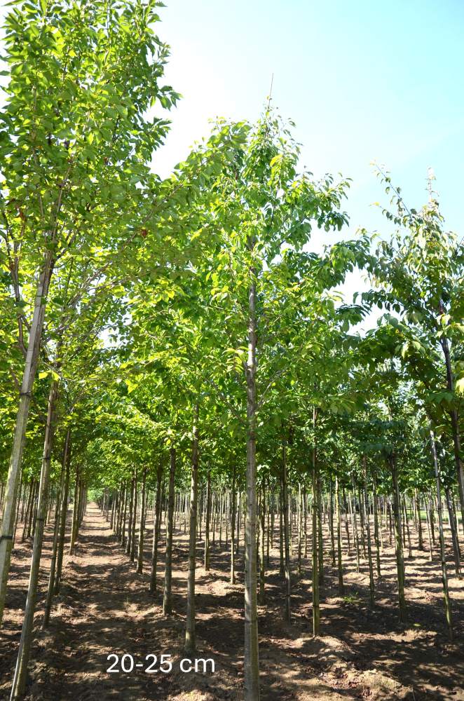 Süßkirsche: Varikse Zwarte