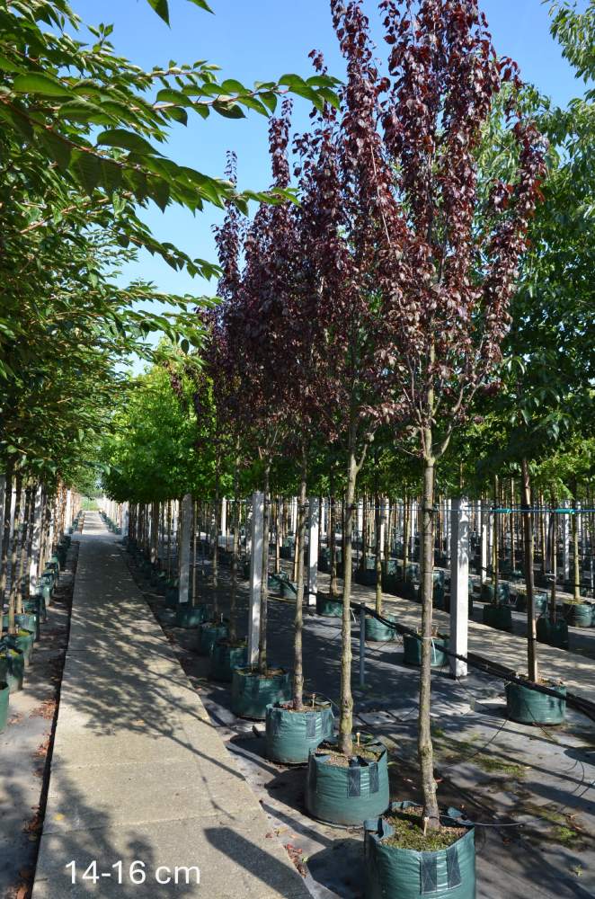 Blutpflaume: Säulen-Blutpflaume