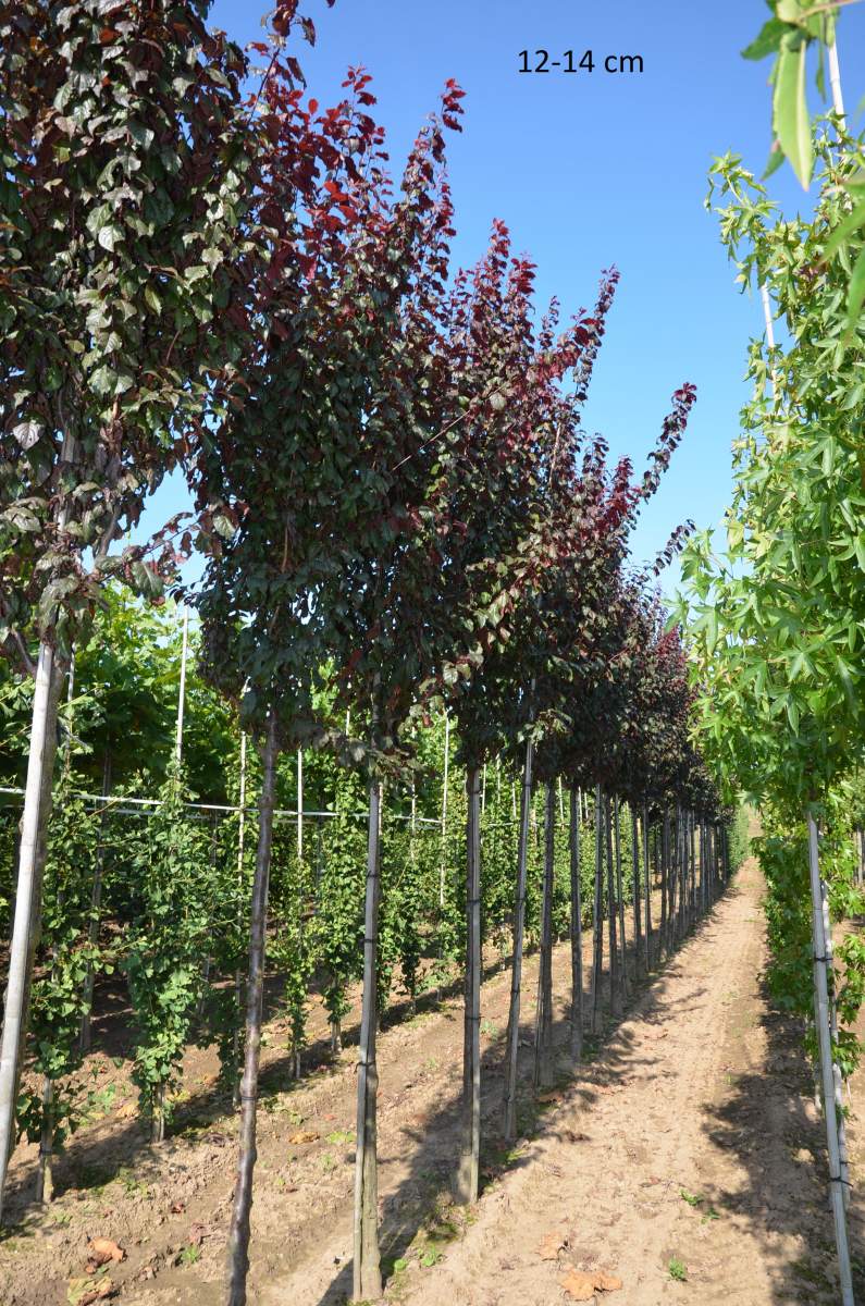 Blutpflaume: Säulen-Blutpflaume