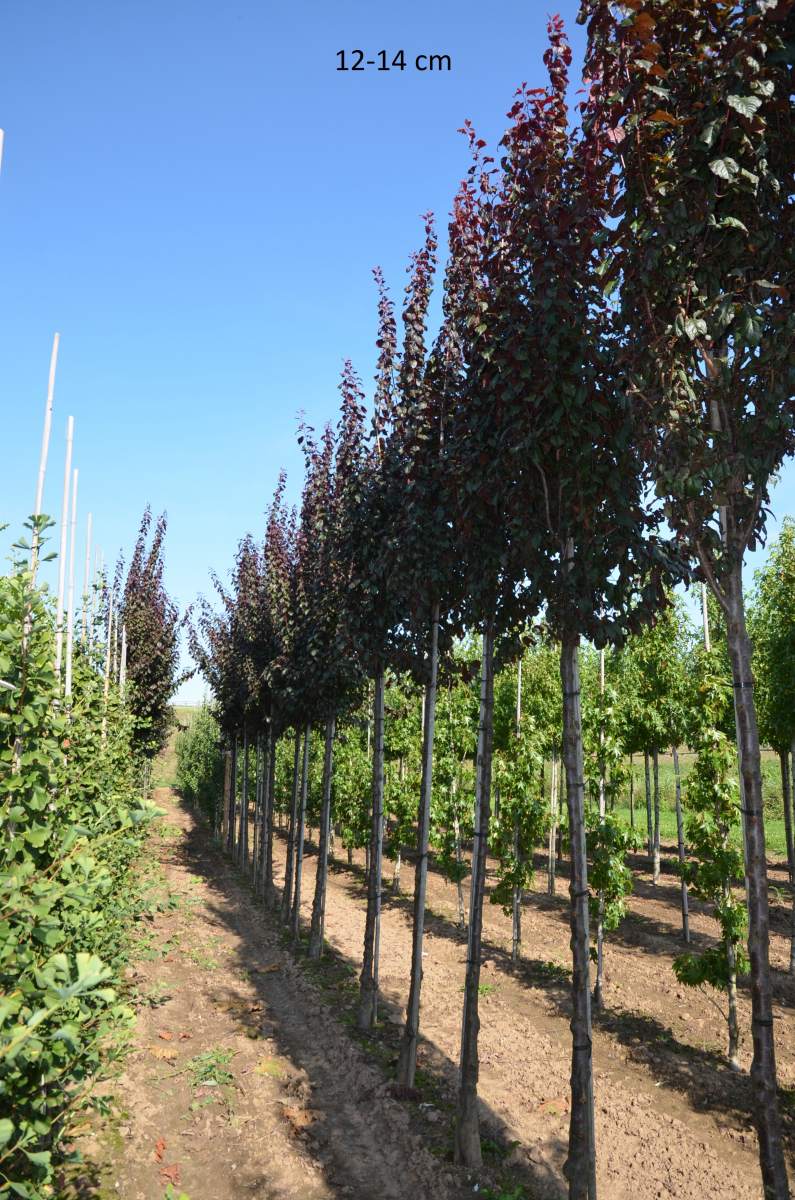 Blutpflaume: Säulen-Blutpflaume