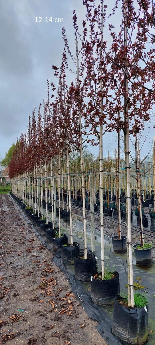 Blutpflaume: Säulen-Blutpflaume