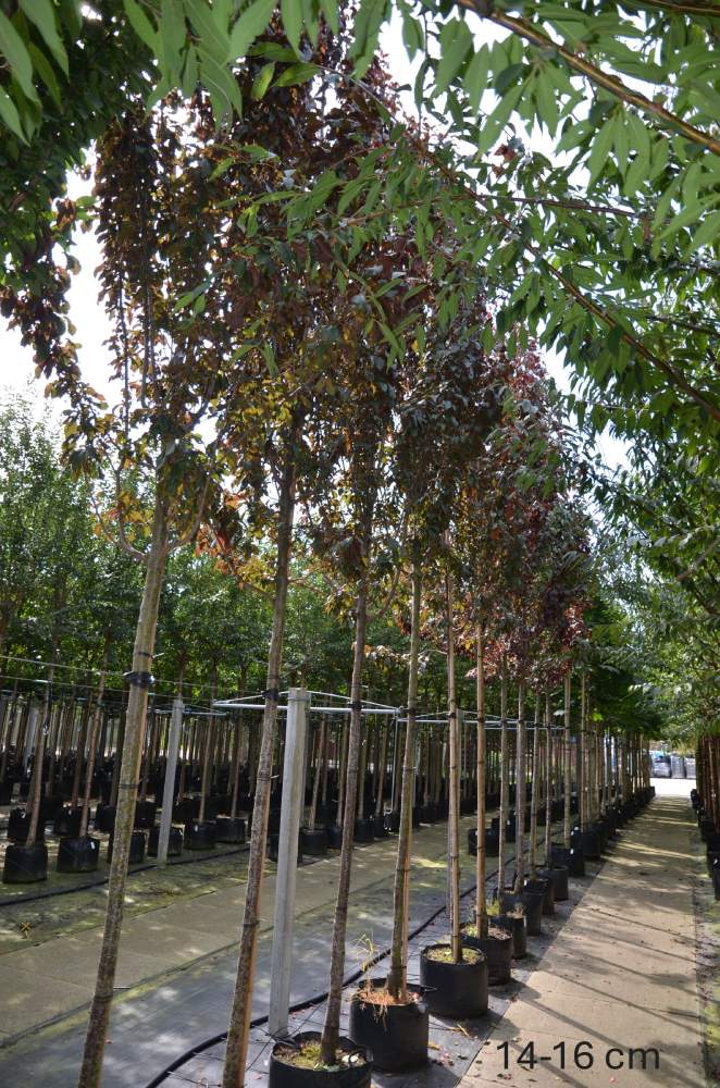 Blutpflaume: Säulen-Blutpflaume