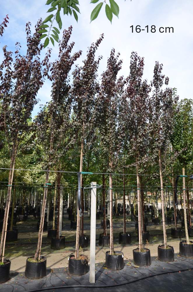 Blutpflaume: Säulen-Blutpflaume