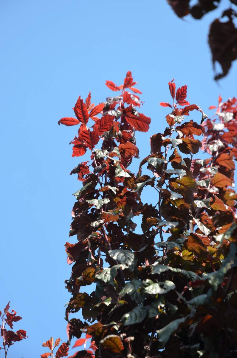 Blutpflaume: Säulen-Blutpflaume