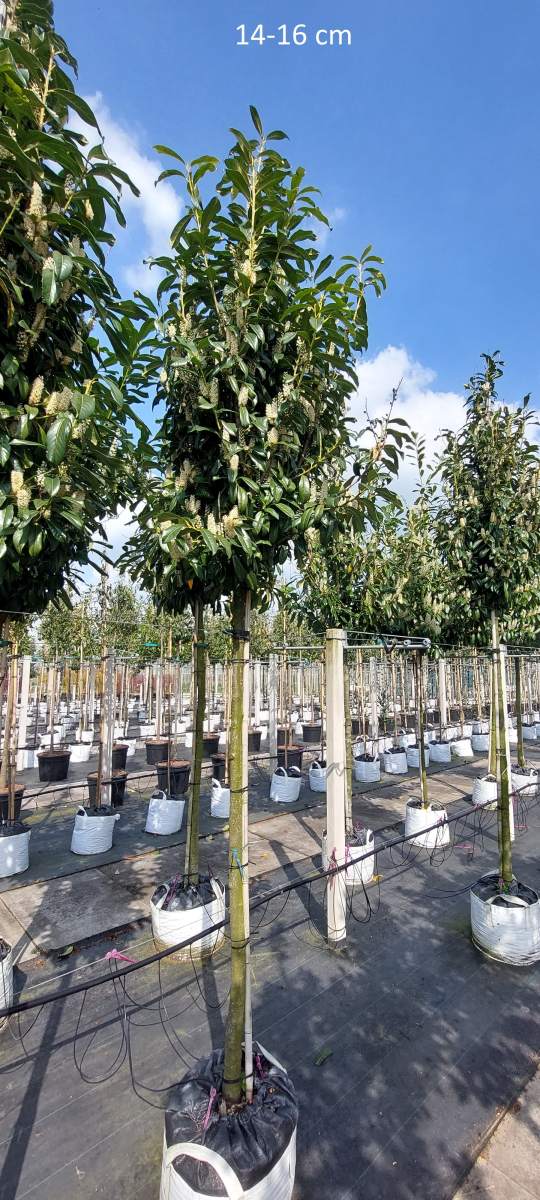 Kirschlorbeer Genolia