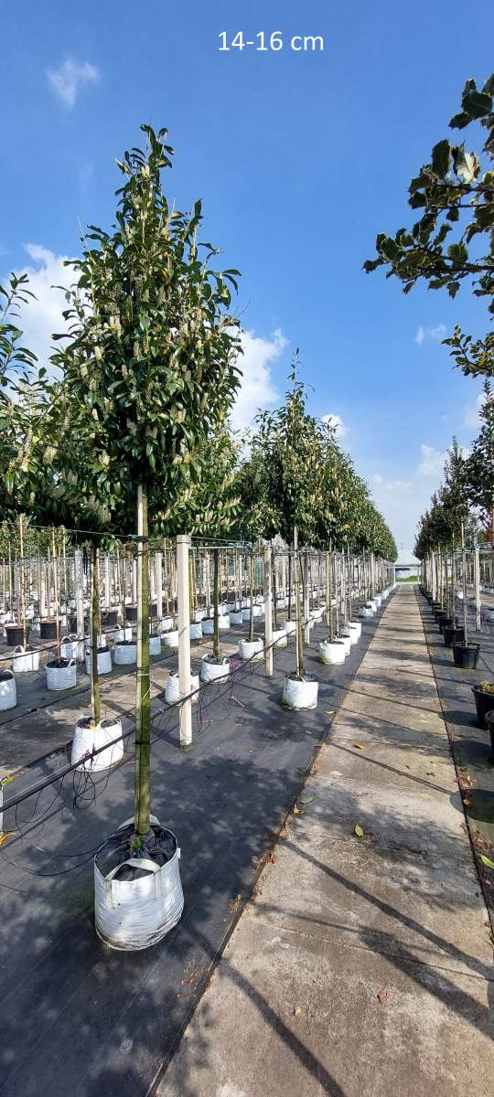 Kirschlorbeer Genolia