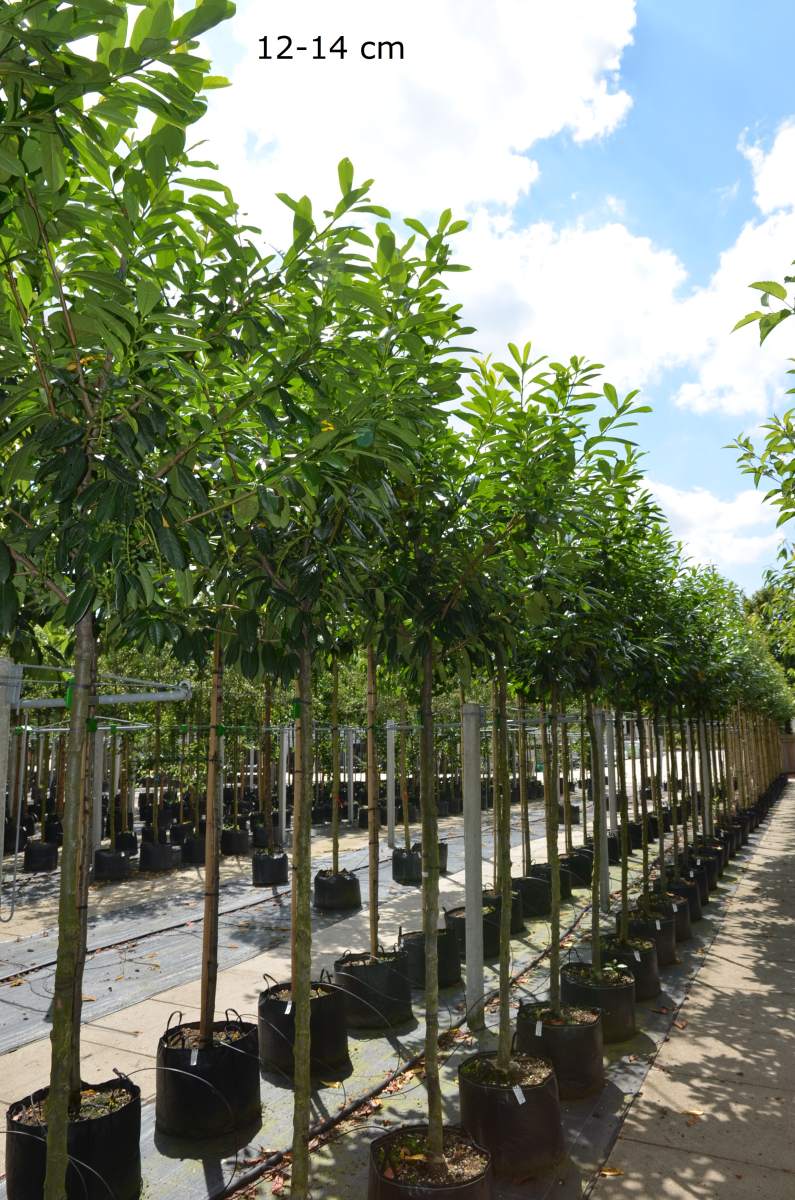 Kirschlorbeer Novita