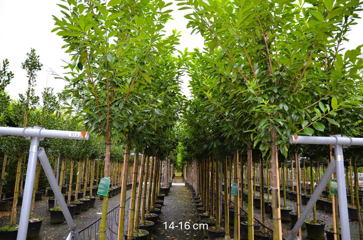 Kirschlorbeer Novita