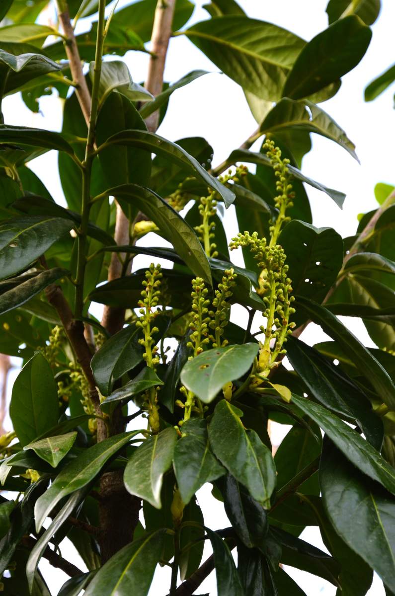 Kirschlorbeer Novita