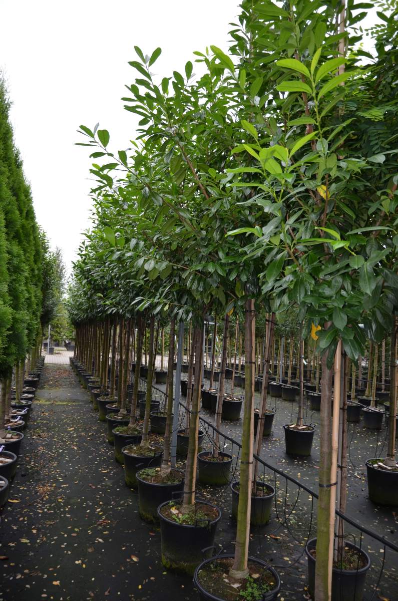 Kirschlorbeer Novita