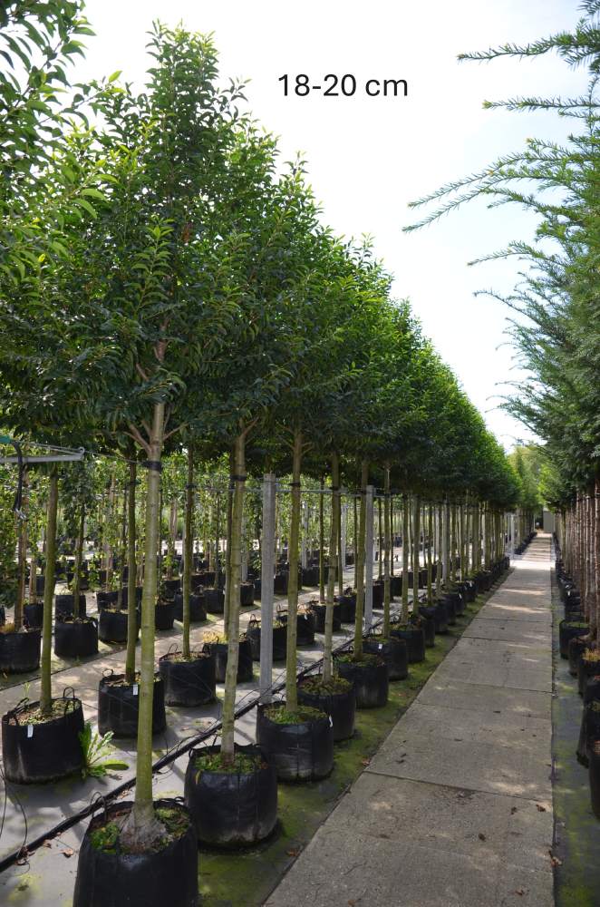 Portugiesischer Kirschlorbeer