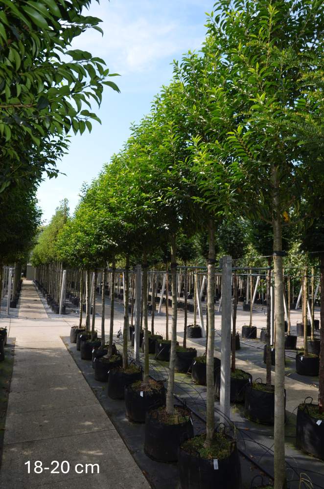 Portugiesischer Kirschlorbeer