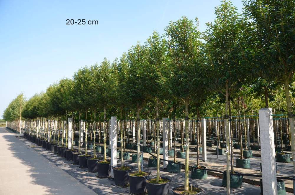 Portugiesischer Kirschlorbeer