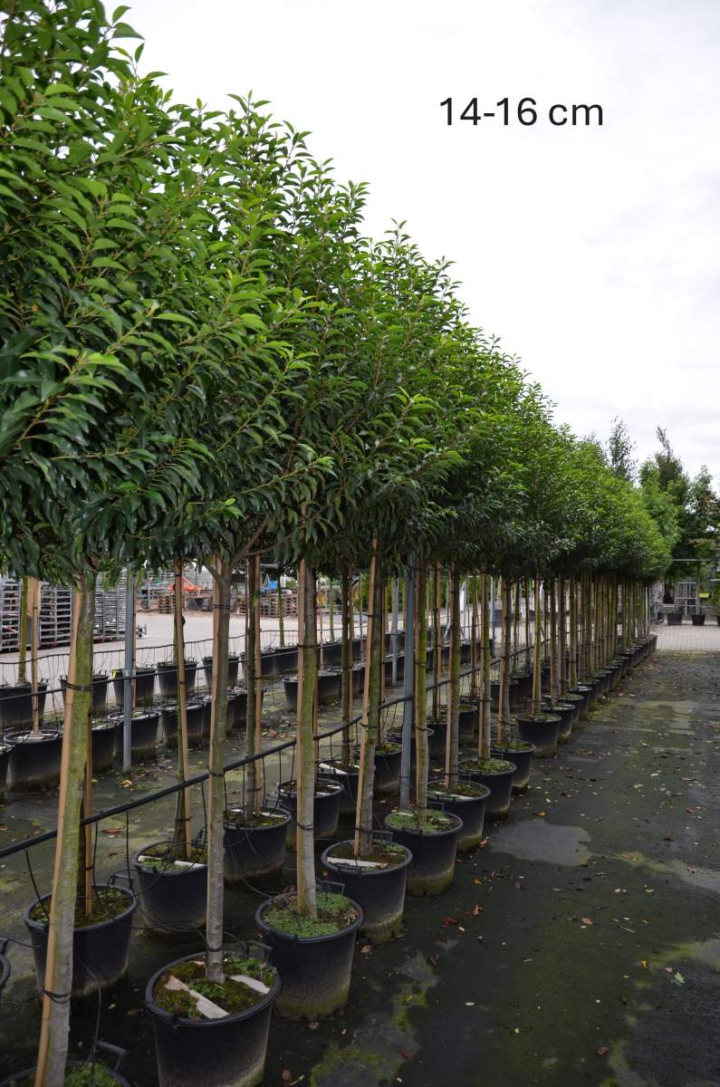 Portugiesischer Kirschlorbeer