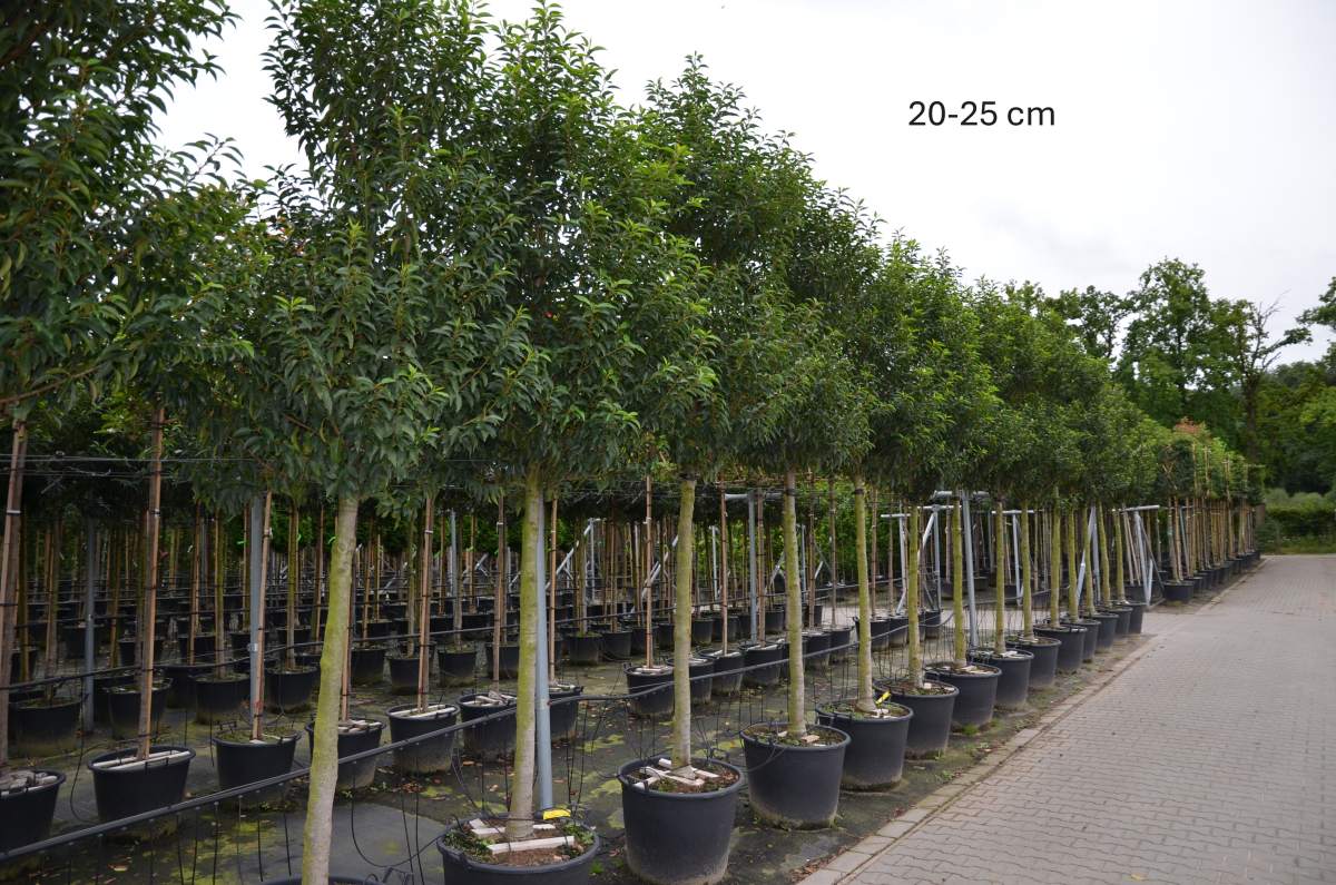 Portugiesischer Kirschlorbeer