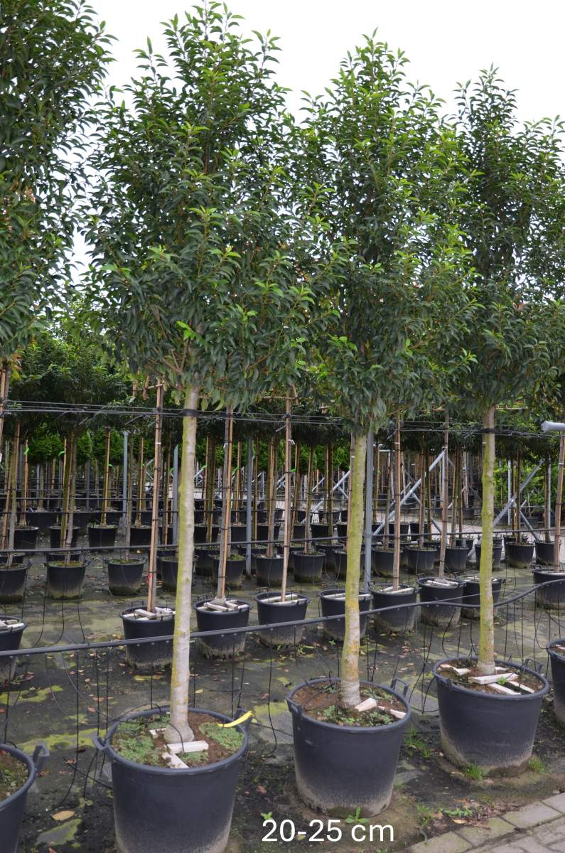 Portugiesischer Kirschlorbeer