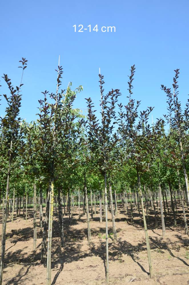 Traubenkirsche: Rosa Traubenkirsche