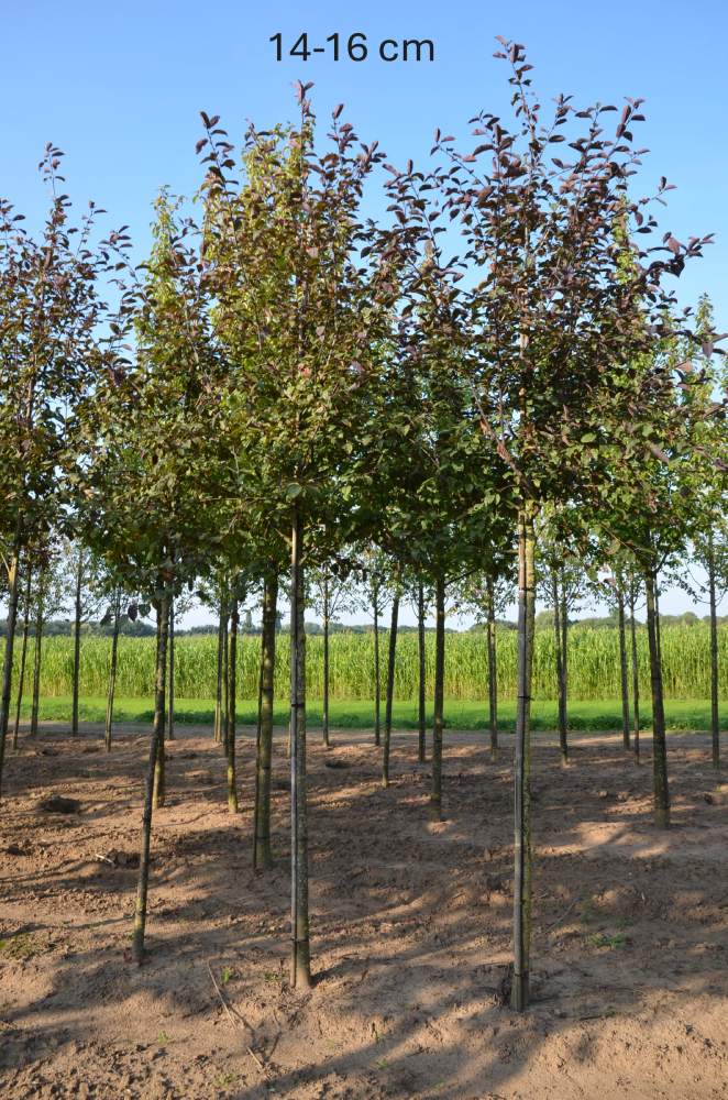 Traubenkirsche: Rosa Traubenkirsche