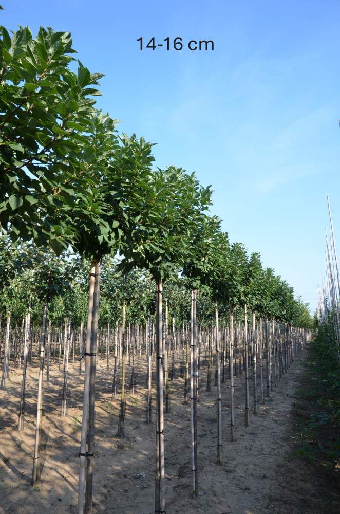 Traubenkirsche: Kugel-Traubenkirsche