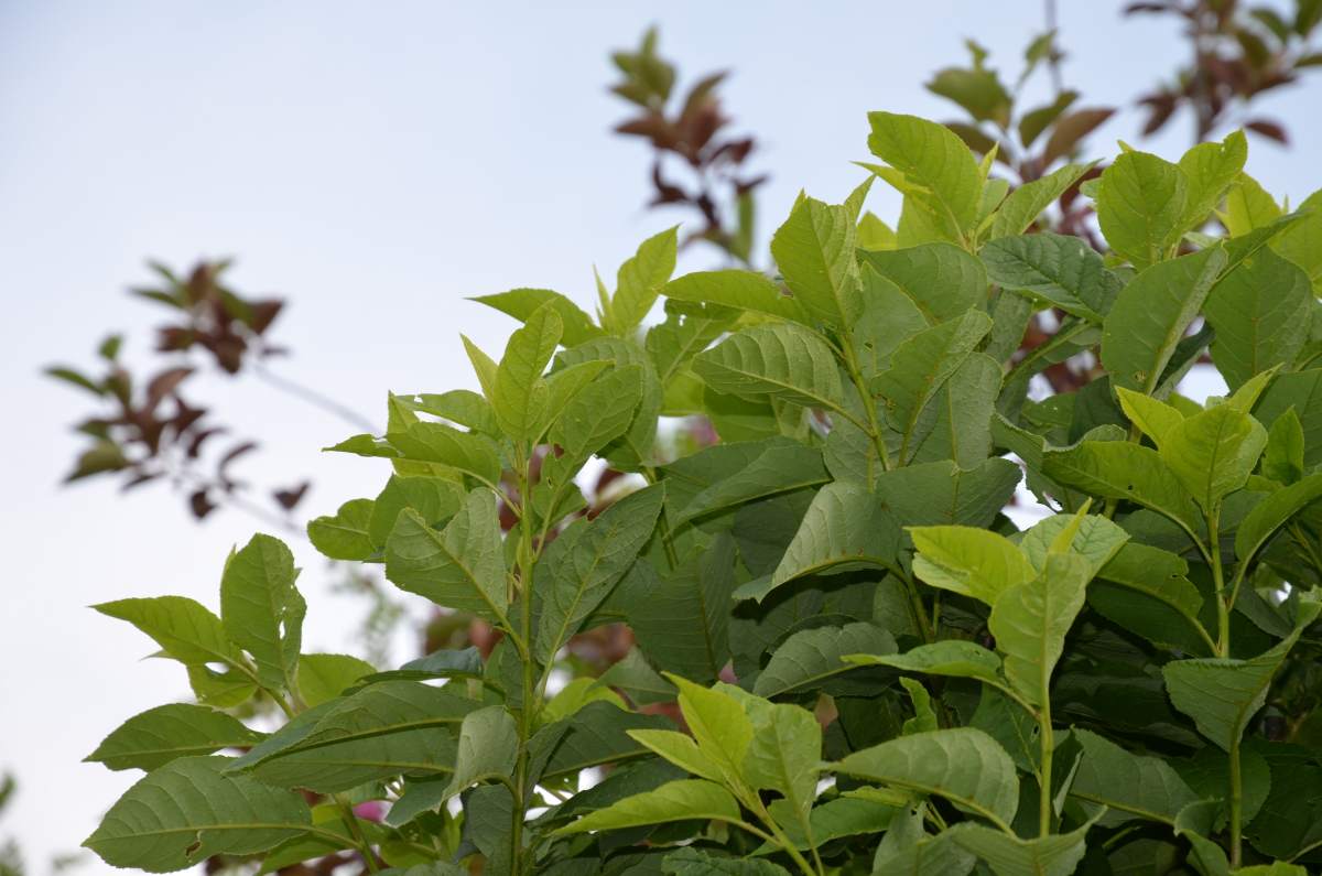 Traubenkirsche: Kugel-Traubenkirsche