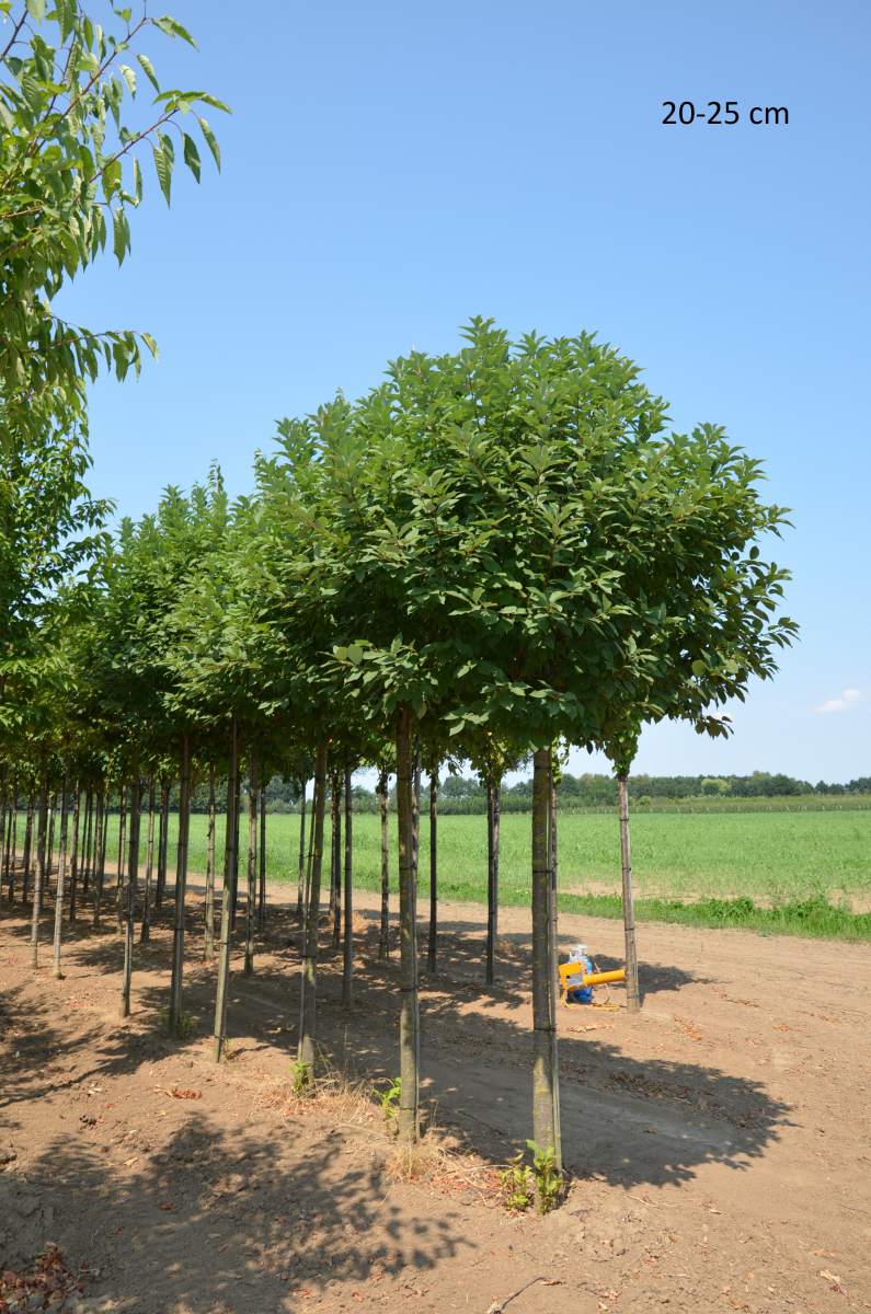 Traubenkirsche: Kugel-Traubenkirsche
