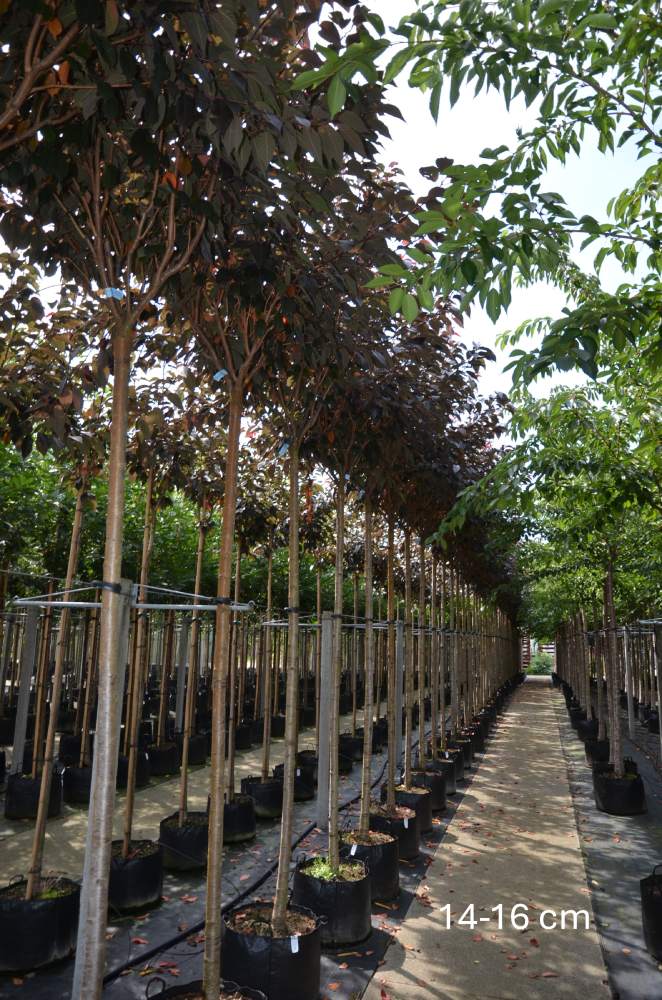 Zierkirsche: Royal Burgundy, rotlaubig