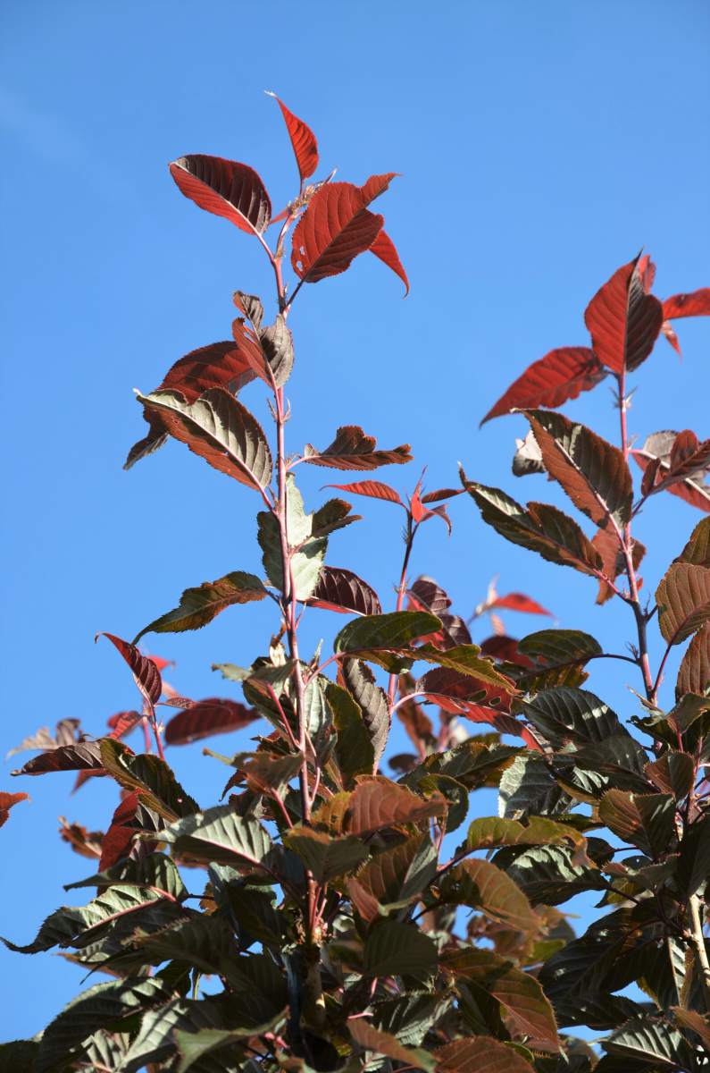 Zierkirsche: Royal Burgundy, rotlaubig