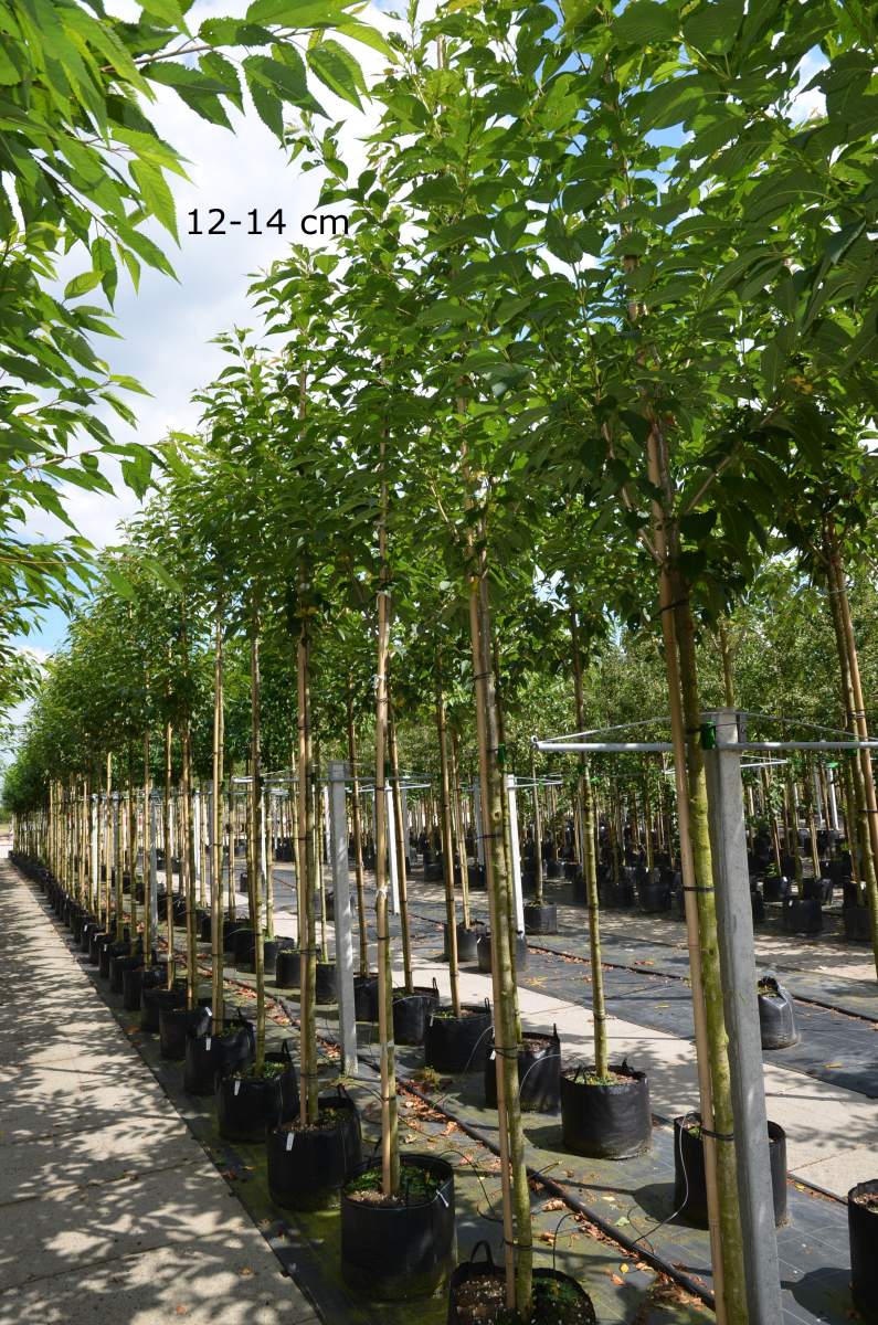 Zierkirsche: Sunset Boulevard