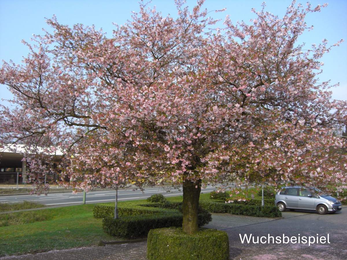 Zierkirsche: Herbstblühende Zierkirsche