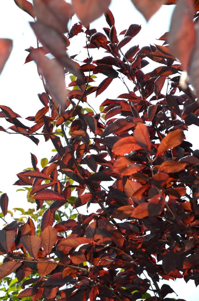 Traubenkirsche: Amerikanische Traubenkirsche