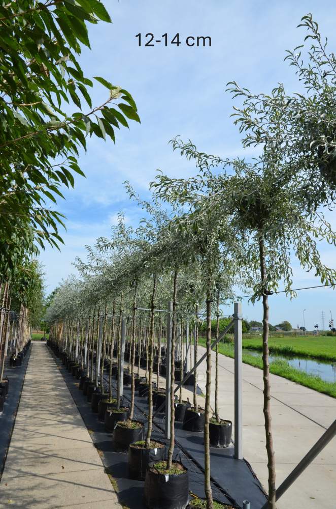 Birne: Weidenblättrige Hängebirne