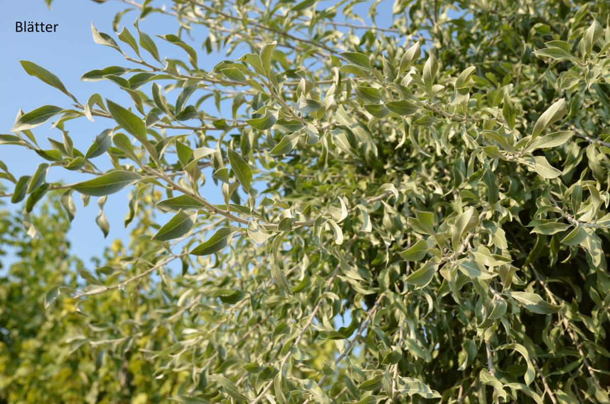 Birne: Weidenblättrige Hängebirne