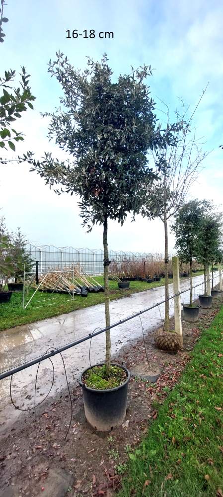 Eiche: Stein-Eiche / Immergrüne Eiche