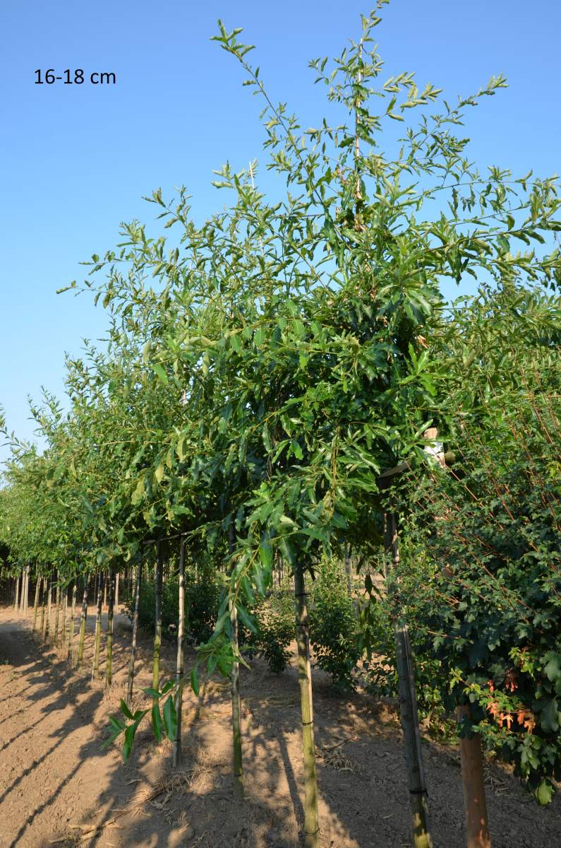 Eiche: Schindel-Eiche