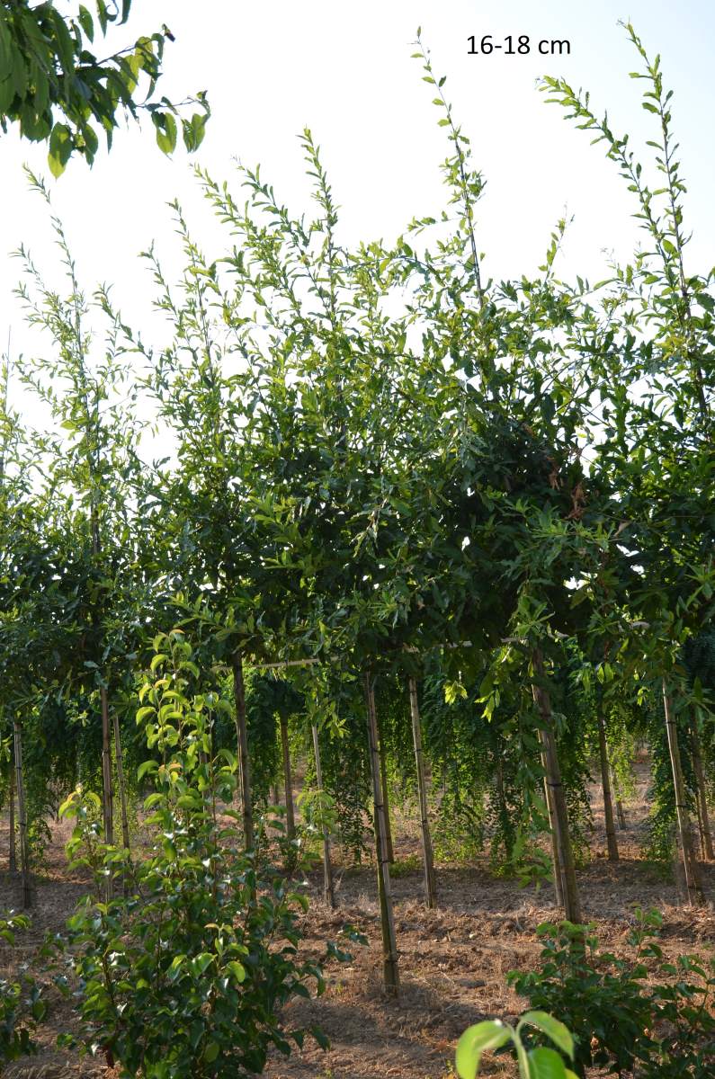 Eiche: Schindel-Eiche