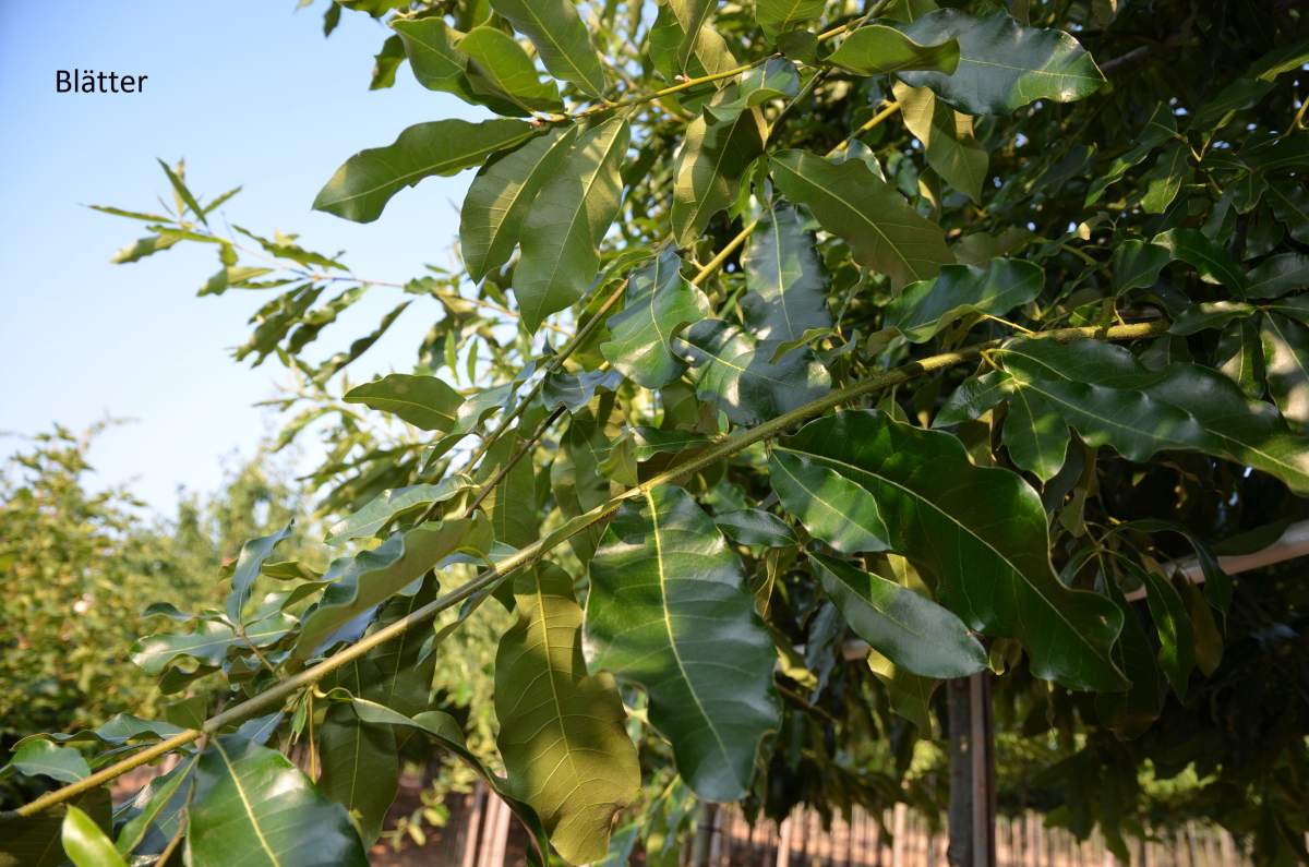 Eiche: Schindel-Eiche