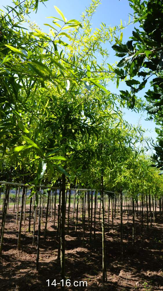 Eiche: Weidenblättrige Eiche