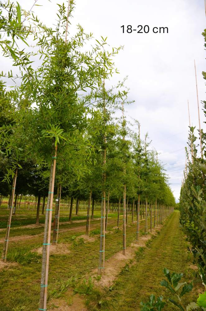 Eiche: Weidenblättrige Eiche