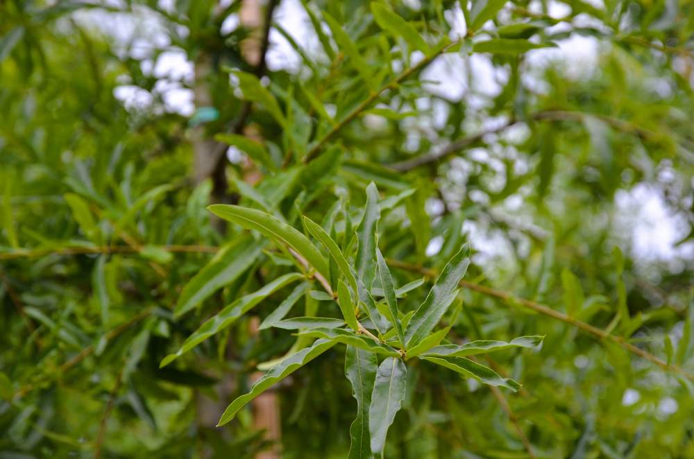 Eiche: Weidenblättrige Eiche