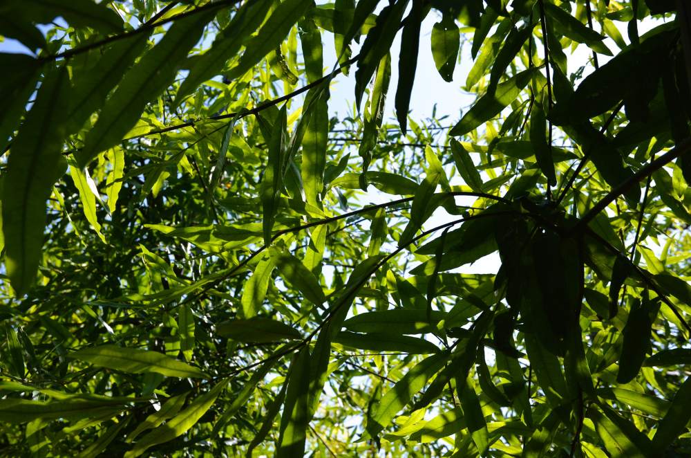 Eiche: Weidenblättrige Eiche